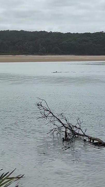 Lake Conjola 6 foot Juvenile Great White Shark 3 #youtubeshorts #shorts