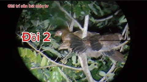 lại được một buổi tối đi săn gà rừng và  chim chóc## của giải trí săn bắt