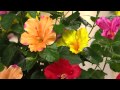 Cottage Farms Tutti Frutti Hibiscus Patio Tree with Carolyn Gracie