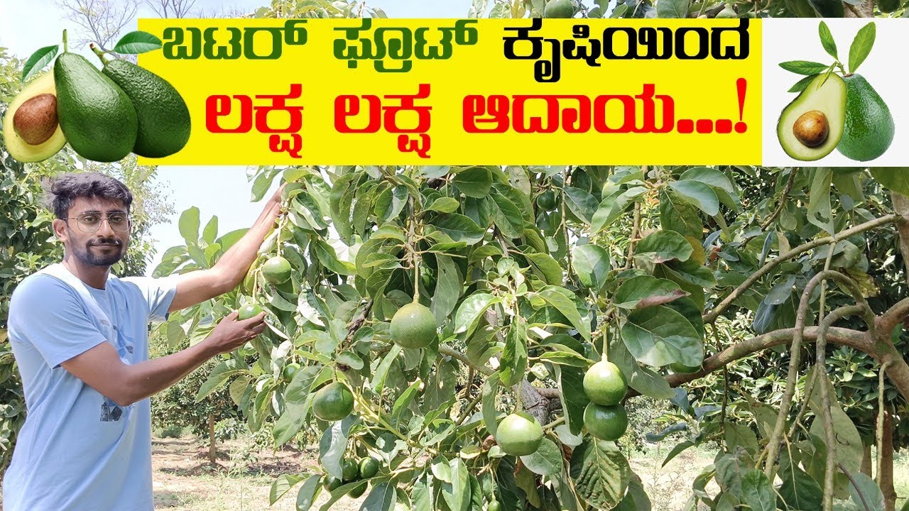 18 ಎಕರೆಯಲ್ಲಿ ಬಟರ್ ಫ್ರೂಟ್ ಕೃಷಿ | Biggest Avocado Farming | 3 ಸಾವಿರ ಗಿಡಗಳು | ಹೇಗಿದೆ ಗೊತ್ತಾ ಇವರ ತೋಟ