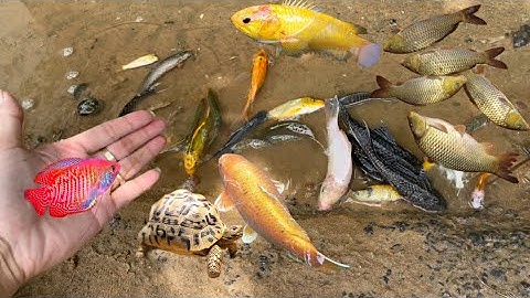 Bắt con cá vàng , con cá dọn bể , cá koi , cá ba đuôi , con rùa , cá trắm , cá chép , cá mương cạn