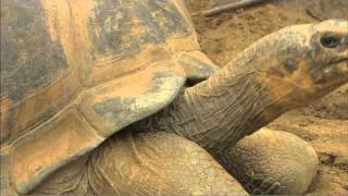 Meet the San Diego Zoo's Galapagos Tortoises screenshot 4