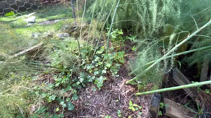 Daves veggie patch - when to cut asparagus ferns b...
