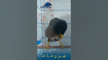 طائر مينا يسلم عليكم 