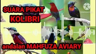 Suara pikat kolibri, andalan mahfuza Aviary. anti Zonk
