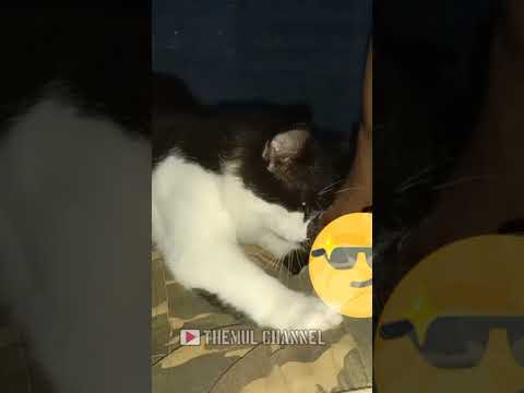 Pijat vitalitas pria oleh si Meong #Shorts