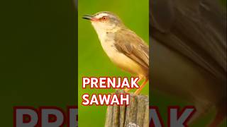 Download Lagu Burung sawah bersuara mewah#prenjaksawah #burung #kicaumania #burungkicaudialamliar #burungkicau MP3