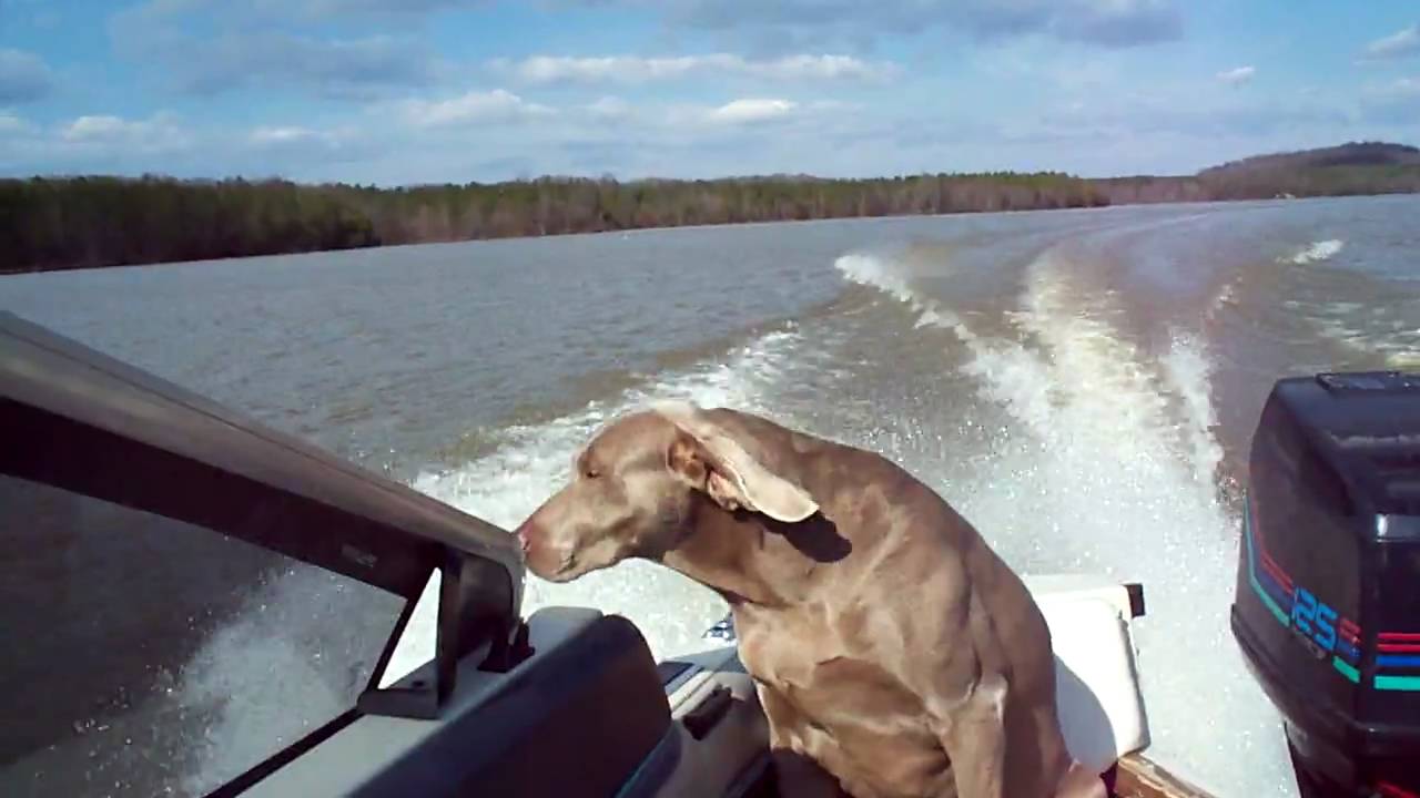 Super Britney's ear flapping speed boat ride YouTube