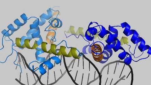 LEAFY dimerization on DNA