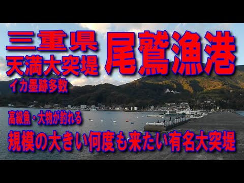 #134尾鷲漁港天満大突堤規模の大きい何度も来たい有名大突堤漁港内側釣り人多数気持ち良く楽しく投げてます大物が釣れる竿だし付近の案内車横付け釣り出来ます波止が低い安全ファミリー家族連れサビキ釣りに良い