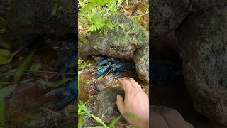 Download Lagu Ada udang biru besar di balik batu !!! #udang #lobster #fishing MP3 Download Lagu Ada udang biru besar di balik batu !!! #udang #lobster #fishing MP3