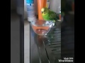 Кеша принимает ванну Kesha S Morning Bath Кеша принимает ванну Kesha S Morning Bath