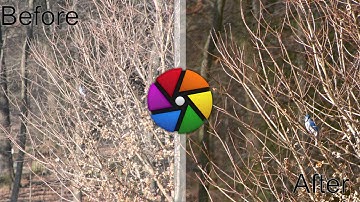 Darktable edit of a Bird 4 of Many: Raw included in links