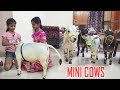 Adorable mini cows visit our house  they are the cutest   nadipathy goshala