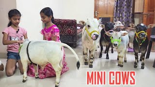 Adorable Mini Cows Visit Our House | They are the Cutest 🥰 | Nadipathy Goshala