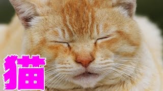 マインクラフト - マイクラでボウリングをする!? でぶ猫クラフト 実況プレイ - Part22
