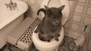 Hugh the toilet cat...