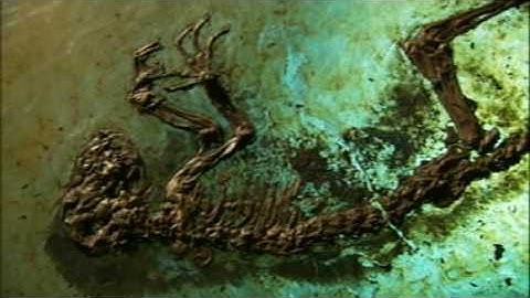 The Link - Darwinius Masillae - Ida (01 of 30) ORKUT Community and Profile