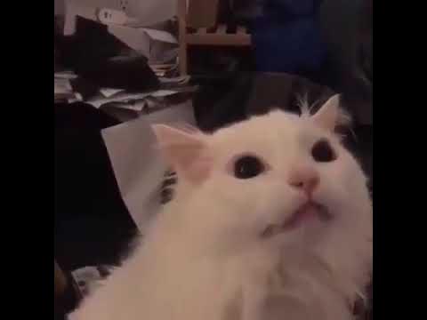 Мем с котом держащимся за голову Paranormal cativity lol Cats, Funny animal photos, Funny animals