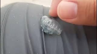 Most Dangerous Jellyfish You Should NEVER Touch! 🪼☠️