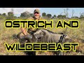 Hunting ostrich  wildebeest in south africa