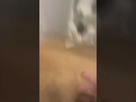 Bear falls down