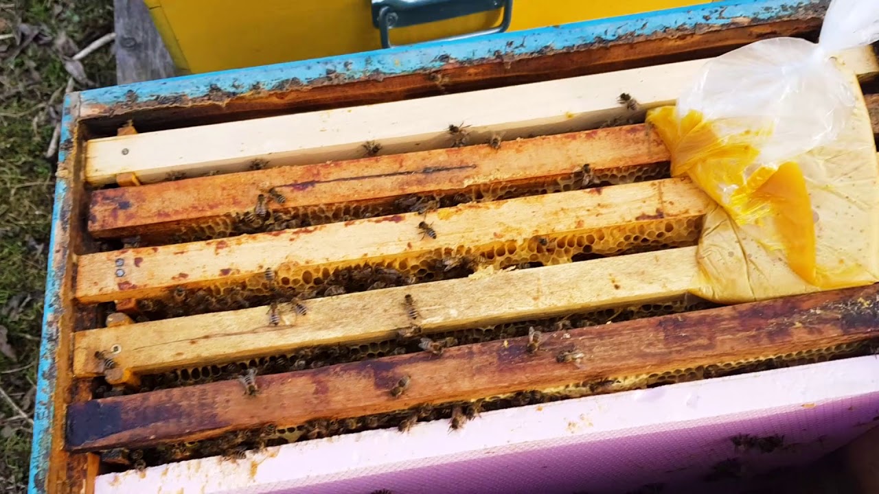 Albine Februarie 2020 ,Lucrari de primavara si importanta lor in stupina