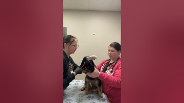 Penn Foster Externship #1 Skill #24 Scanning for Microchip