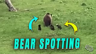 Grizzly Bear and Cubs Spotted at Yellowstone by ViralSnare Rights Management 2,845 views 7 days ago 31 seconds