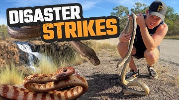 REPTILE RESCUE IN THE NORTHERN TERRITORY | OLIVE PYTHON & BROWN TREE SNAKE | HERPING DARWIN EP4