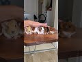 cute guinea pigs                 #guineapigs #animals #animalshorts #animallovers