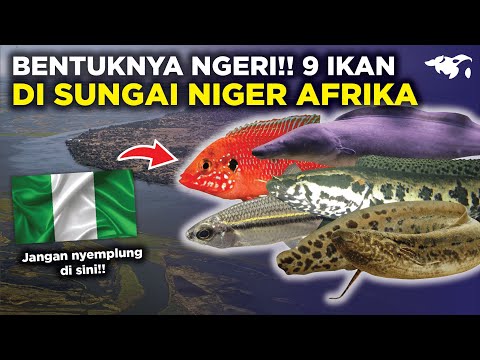 NGERI BENTUKNYA!! 9 IKAN YANG ADA DI SUNGAI NIGER AFRIKA, URUTAN KE-7 ANEH BANGET