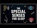Special Senses (Vision, Hearing, Taste, Smell, Balance): Anatomy & Physiology To Fall Asleep To