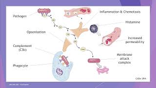 Introduction to Immunology (part 2) by Irwan's Work Channel 659 views 2 years ago 22 minutes