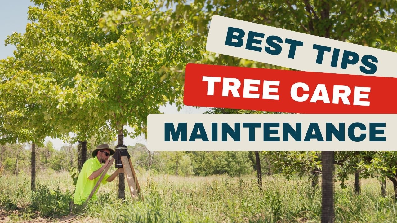 Best Tips for Seasonal Tree Care Maintenance - YouTube