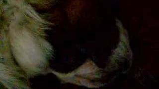 snorting dog