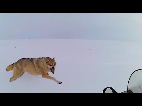 Экстрим на охоте / Extreme hunting