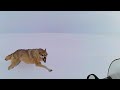 Экстрим на охоте / Extreme hunting