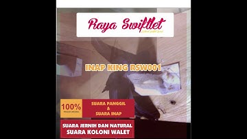 Suara Inap Walet Super by Raya Swiftlet ( King RSW0001 )