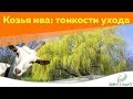 Козья ива: обзор сорта, любимые вредители и тонкости ухода