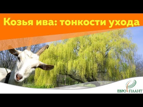 Козья ива: обзор