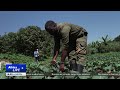 Kenyan farmers use worms, flies as organic fertilizers