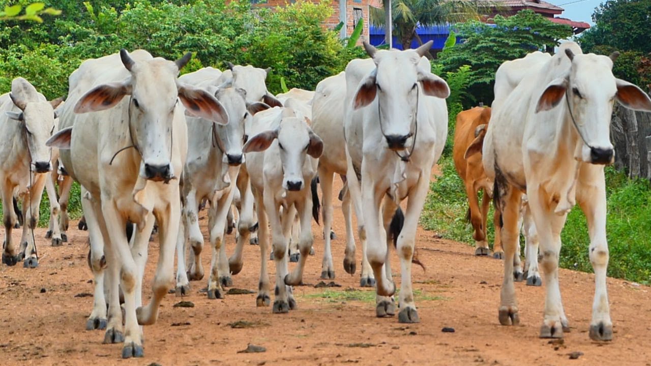 Adorable Large Scale Cows Are Walking🐂🐄 Into The Forest |The Version ...