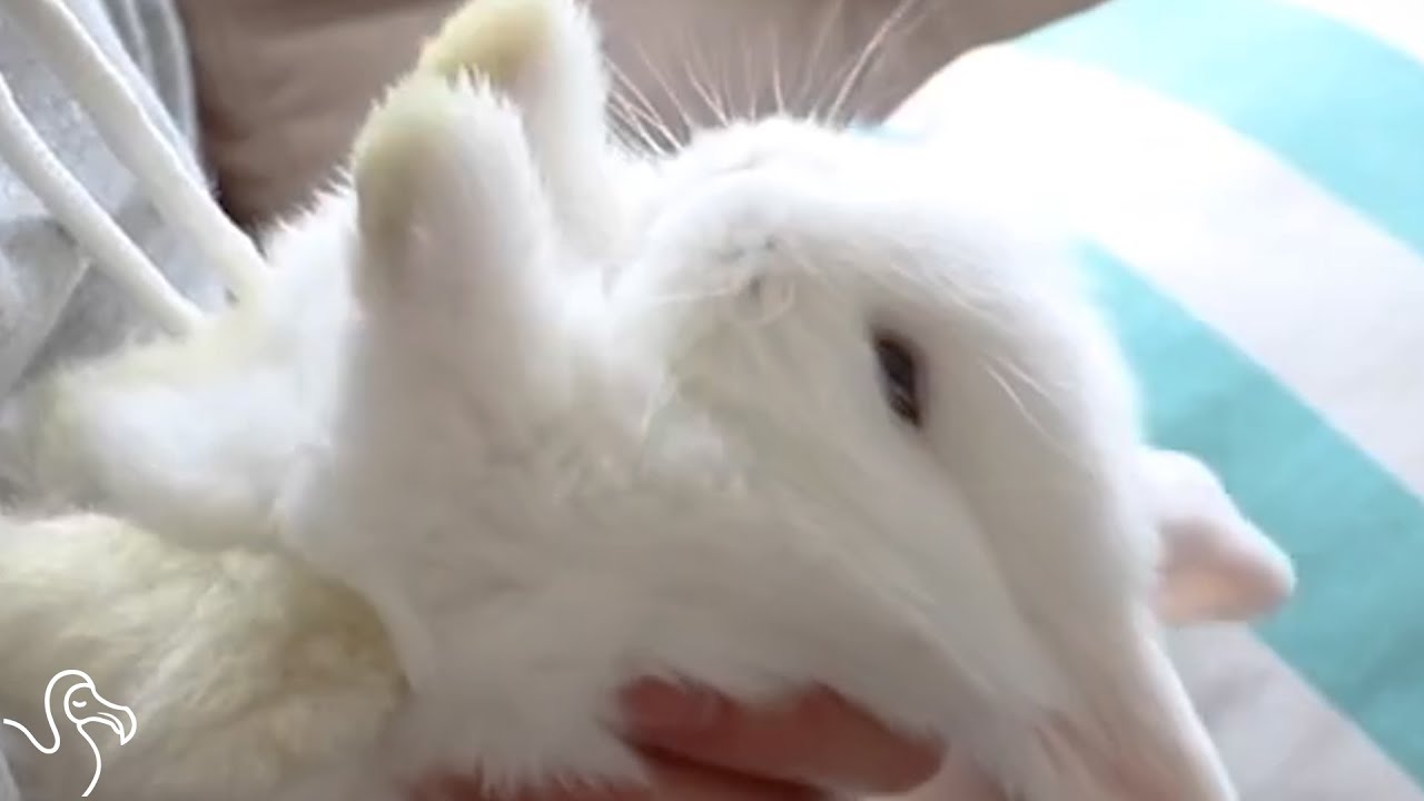 Here S Why You Shouldn T Lay Bunnies On Their Backs Youtube