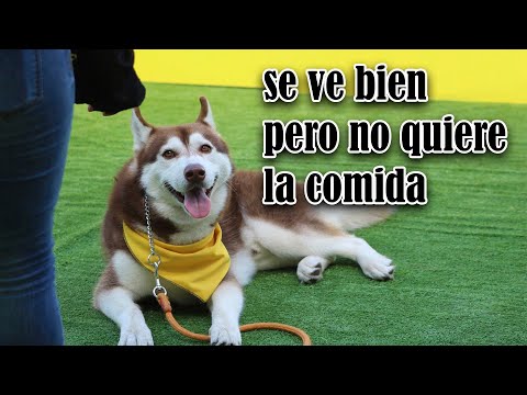 Video: Perrito callejero tan enfermo que apenas se puede mover mueve la cola para sus rescatadores