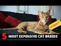 Top 5 Most Expensive Cat Breeds - Most Popular Cat Breeds 2022