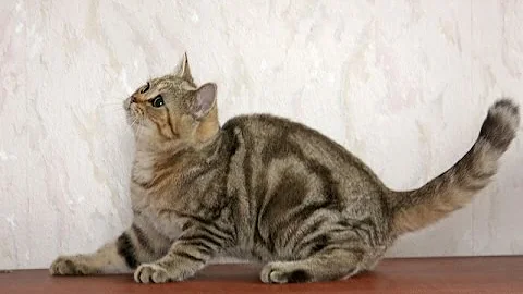Watch the video about For sale- British kitten color golden classic tabby