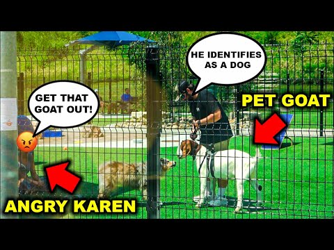 Taking My PET GOAT to the CITY DOG PARK!!! (PITBULL ATTACKS) - Bad Idea