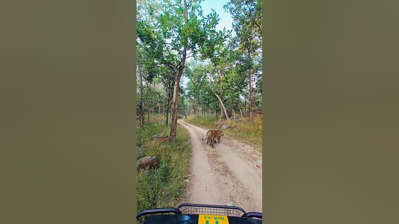 Indian Royal Bengal Tiger Safari/Tadoba #tigers #tiger #tadoba - YouTube