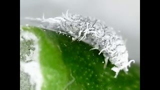 白い害虫 コナカイガラムシ を駆除せよ